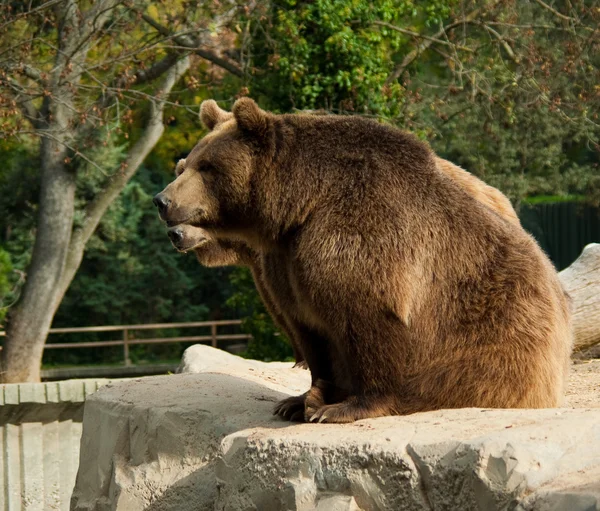 Бурые медведи — стоковое фото