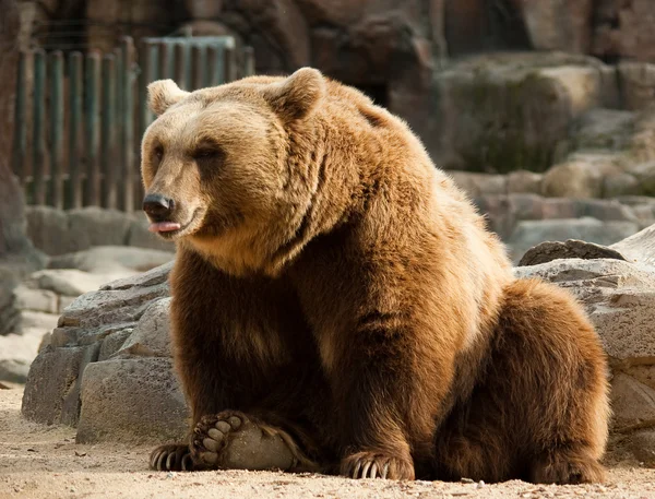 Komik boz ayı — Stok fotoğraf