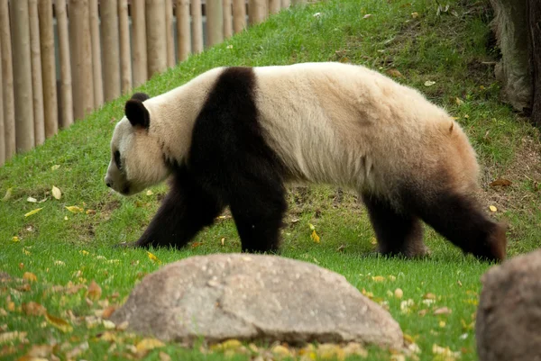 Urso Panda — Fotografia de Stock