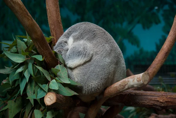 Koala adormecida — Fotografia de Stock