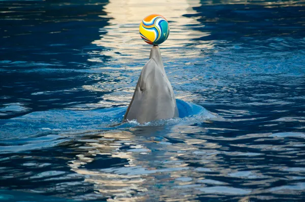Delphin — Stockfoto