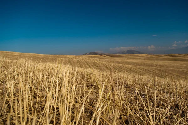 Barley meadows — Stock Photo, Image