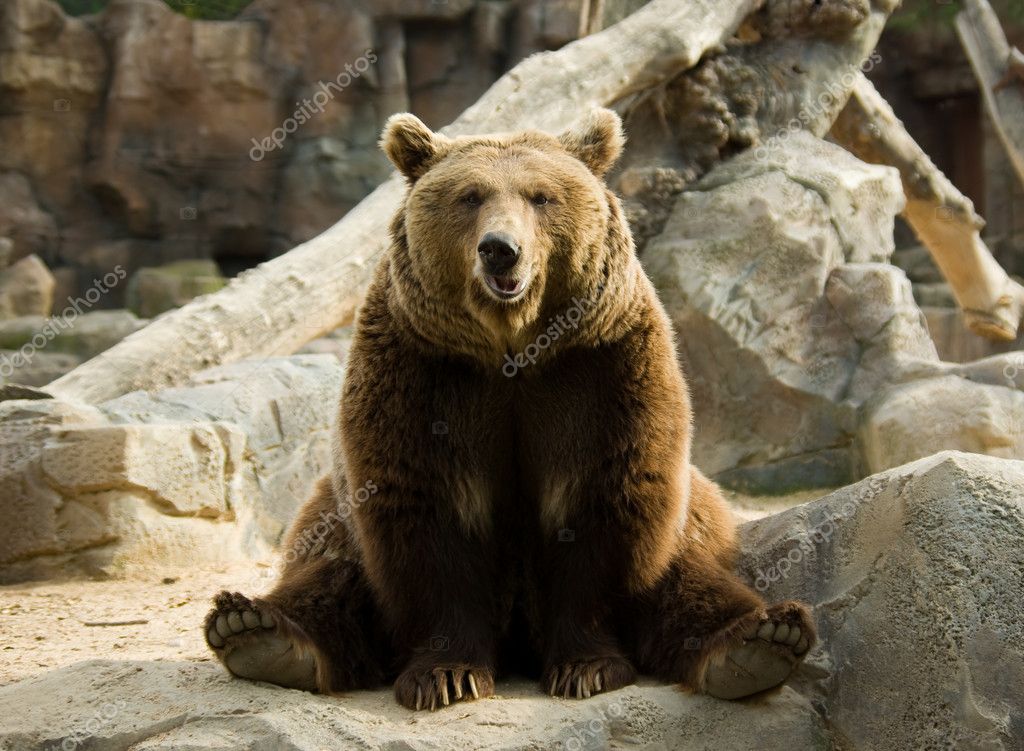 brown bear sitting