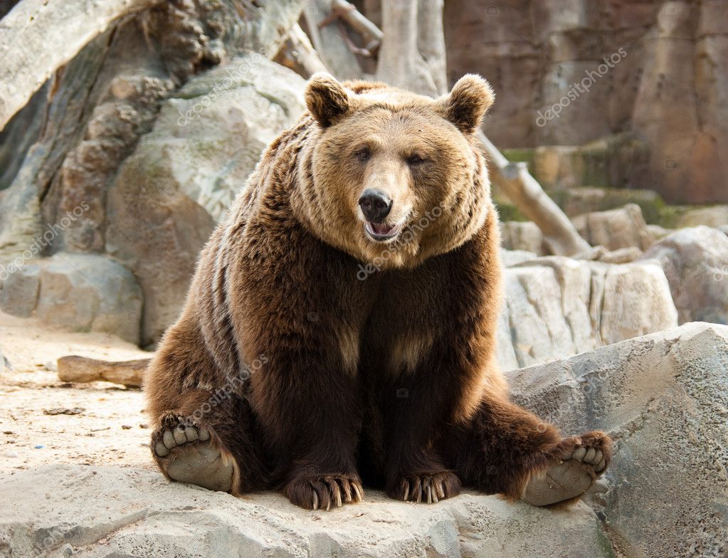 Brown bear Stock Photo by ©maverickette 1131686