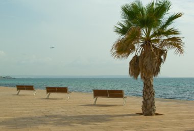 Quay banklar ve palmiye ağacı