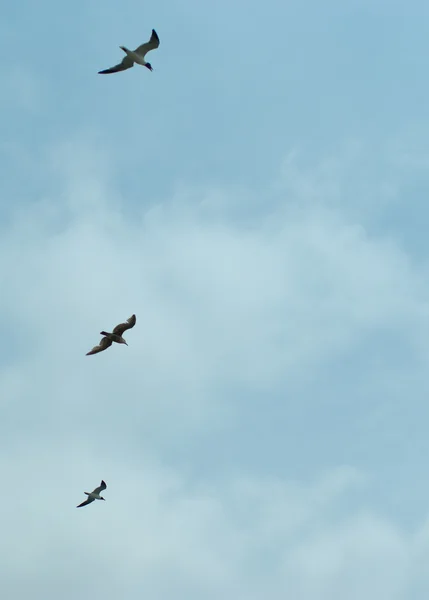 stock image Seagulls