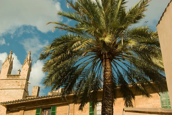 Palm tree in a middle-age city — Stock Photo, Image