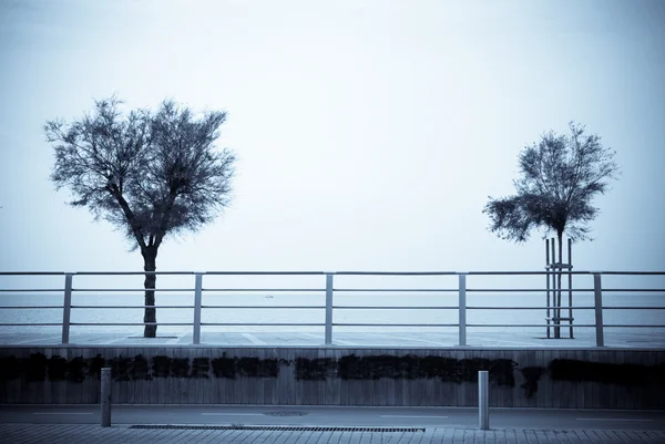 岸壁の木 — ストック写真