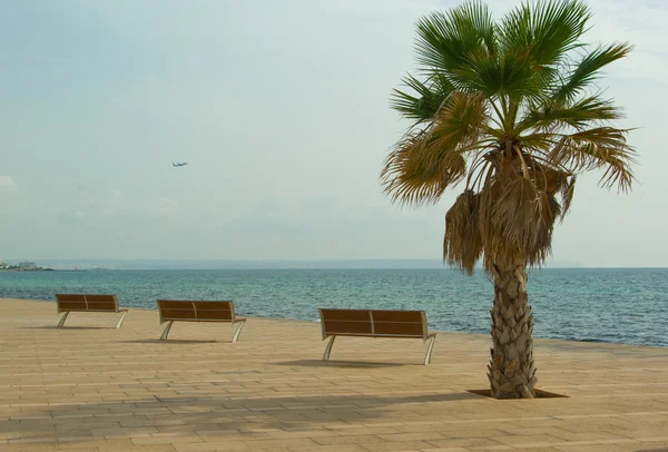 Quay with benches and palm-tree — Stock Photo, Image