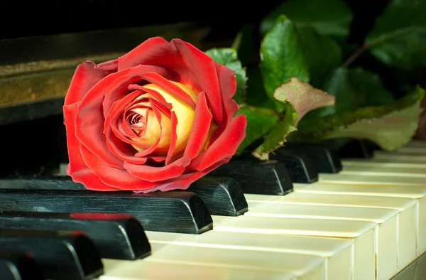 Beautiful rose on the keys of old piano — Stock Photo, Image