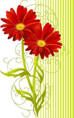 Two gerbera flower background clipart