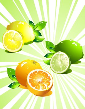 Set citrus fruit. Vector clipart