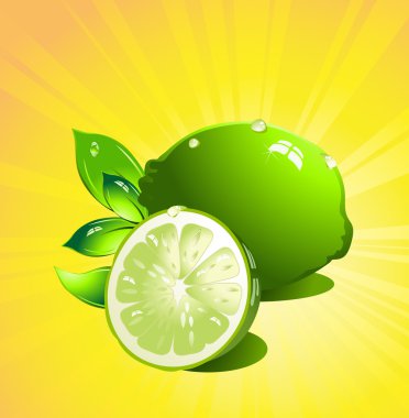 Lime citrus fruit. Vector clipart