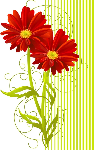 Two gerbera flower background — Stock Vector
