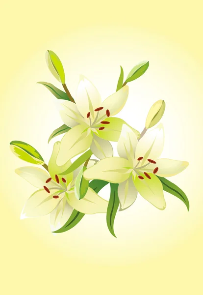 Tres lirios, vector de fondo floral — Vector de stock