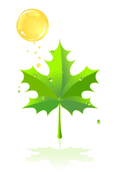 Πράσινο φύλλο σφενδάμνου και βροχή — Διανυσματικό Αρχείο