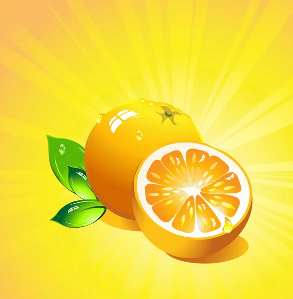 Oranžové citrusové plody. vektor — Stockový vektor