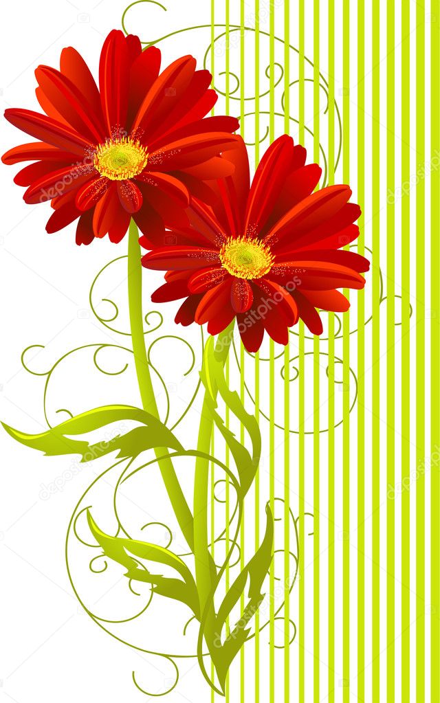 Two gerbera flower background