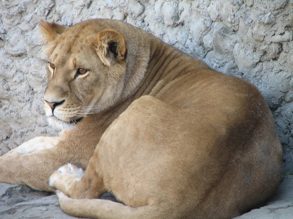 The lioness has a rest — Stock Photo, Image