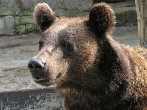 Brunbjörn — Stockfoto