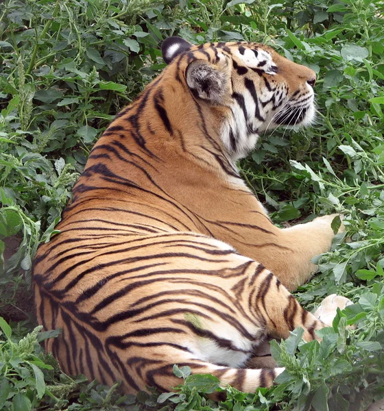 Тигр на траві — стокове фото