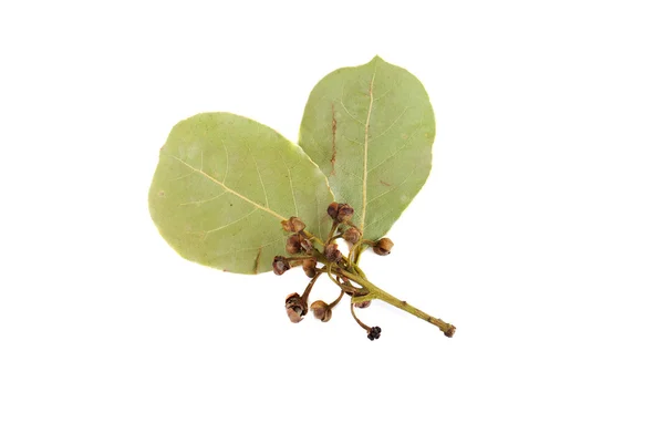월계수 잎 — 스톡 사진