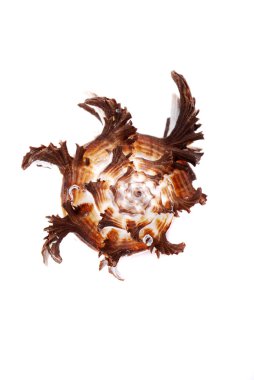 Sea cockleshells clipart