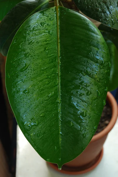 stock image Rubber plant