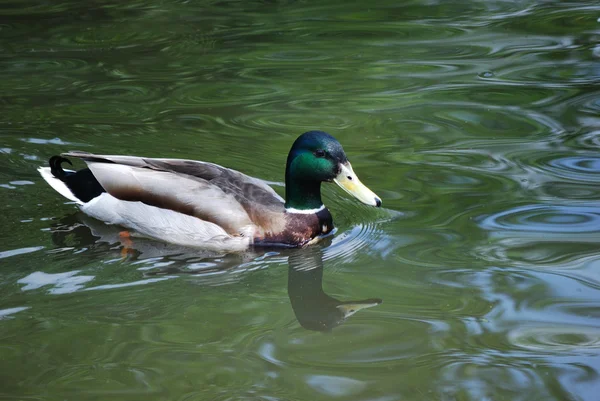 stock image Wild duck