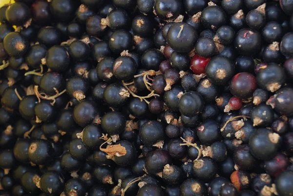 stock image Black currant