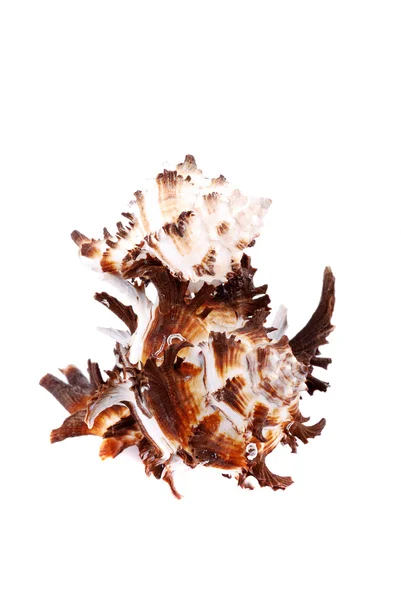 Морские ракушки — стоковое фото