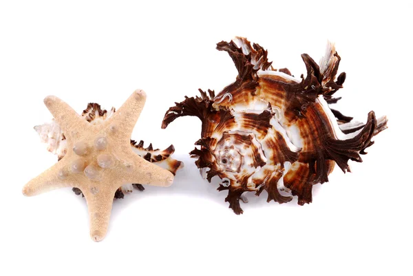 Deniz cockleshells — Stok fotoğraf