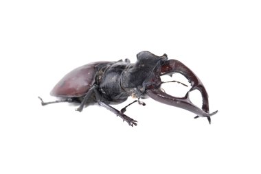 stag beetle