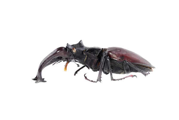 stock image Stag-beetle