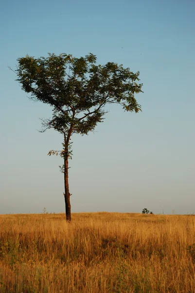 stock image Tree