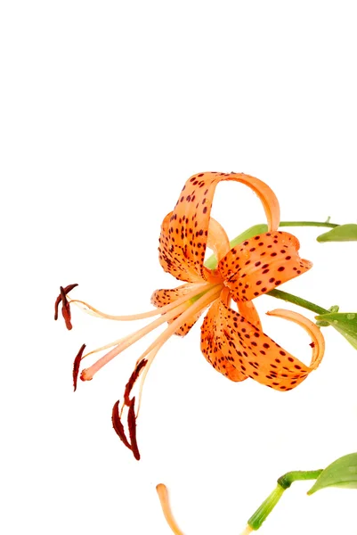 Lilies of orange — Stock Photo, Image