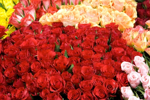 stock image Roses background