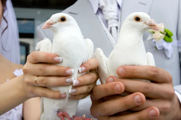 Белые свадебные голуби — стоковое фото