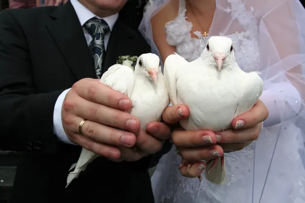 Белые свадебные голуби — стоковое фото