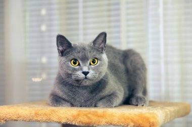 British blue cat clipart