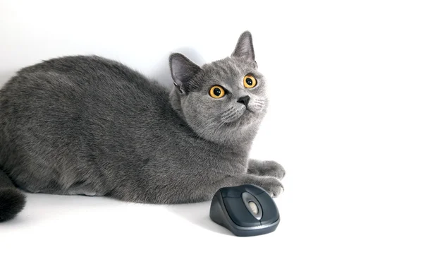 stock image British blue cat with wifi mouse