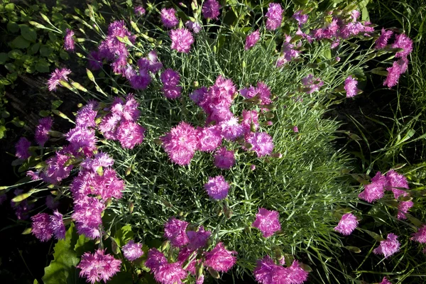 Dianthus rose en fleurs — Photo