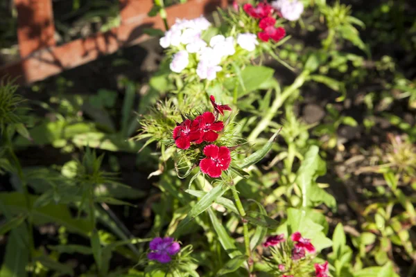 stock image Dianthus