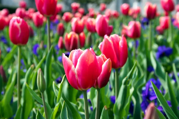 stock image Red tulips