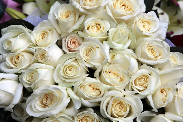 Rose bianche sfondo — Foto Stock