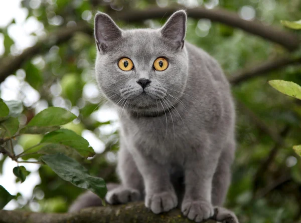 stock image British blue cat