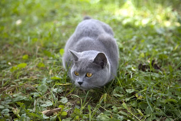 stock image British blue cat