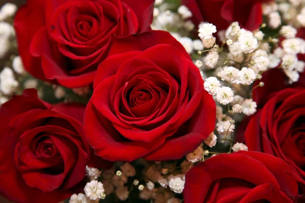 Piros rózsák háttér Stock Kép
