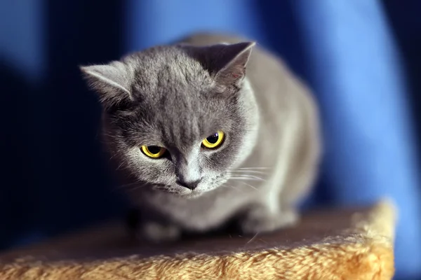 İngiliz kısa tüylü kedi — Stok fotoğraf