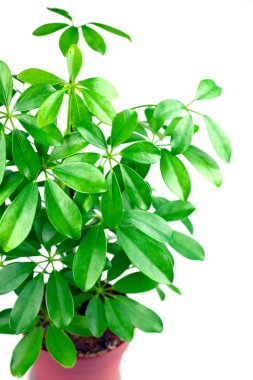 schefflera arboricola üzerinde beyaz izole